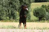 DOBERMANN 1200